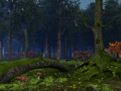 In the forest silence