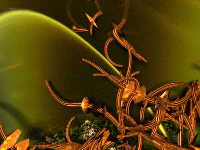 Hatching Baby Dragons
