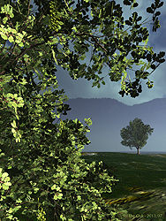 The Oak