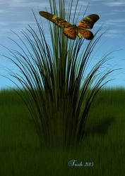 The Butterfly