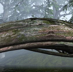 Foggy Creek