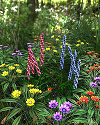 Patch of Flowers