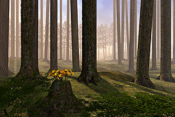 Morning Mist
