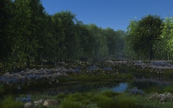 Morning in the park