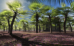 Fan Palms