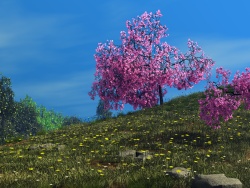 Cherry blossoms