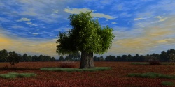 Lonely tree in the rays of the setting sun