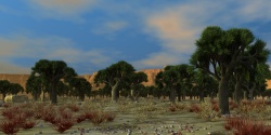 Grove of dragon-trees