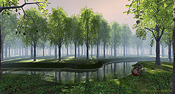 Birch Copse