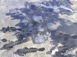 School of Fish