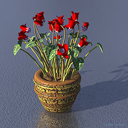 Cyclamen
