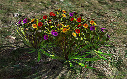 Flowers in Glade