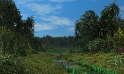 Forest brook 2