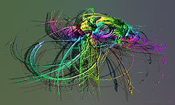 Apo Bird
