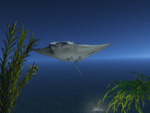 Manta Ray