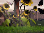 Sunflowers