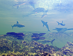 Shark Surveyor.