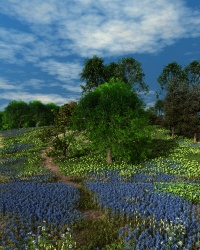 Wildflowers