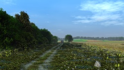 Forest belt