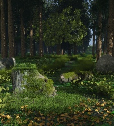 Sunny glade