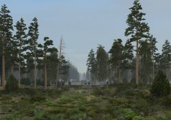 In the forest after rain