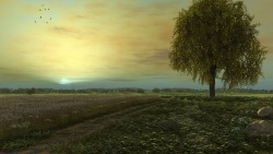 Lonely oak at sunset