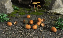 Acorns