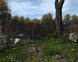 Old tree