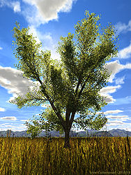Lone Cottonwood
