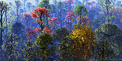Cluster of Trees