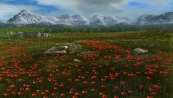 Poppy expanse
