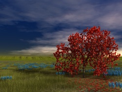 Poppy tree