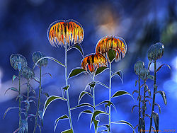 Flower Terrain