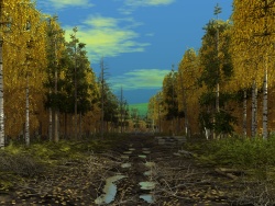 Forest rut