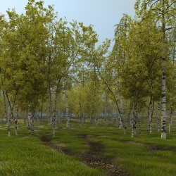 Birch Grove
