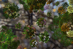 Tree Pollen