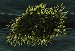 Tree Knot