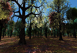 Backlit Forest