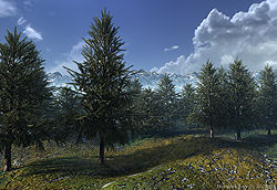 Hemlock Forest