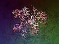 Curly Twigs