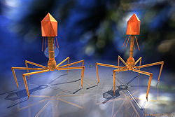 Twp Phages
