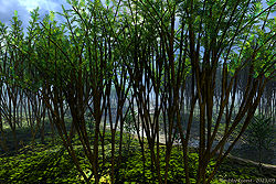 Shrubby Forest