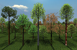 Tree Trunk Test