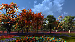 Trees in Autumn