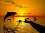 dolphin sunset