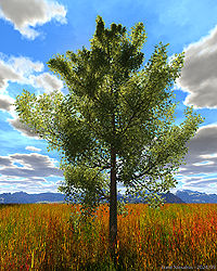Lone Sassafras