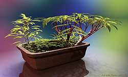 Pot with Plants