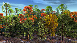 Forest in Coloures