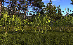 Grass and Bushes