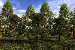 Trees in Grass